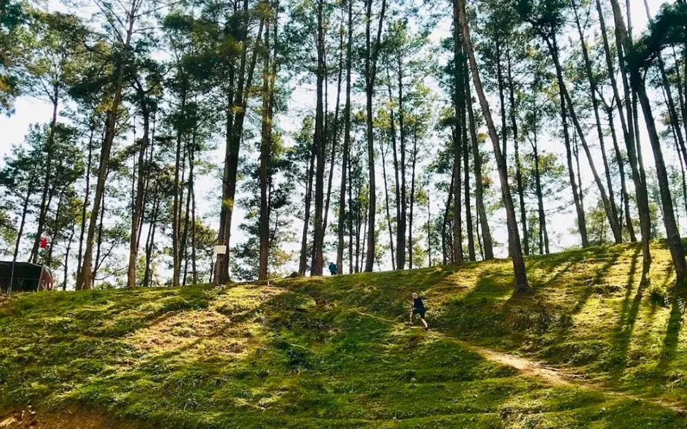 Yen Minh Pine Forest