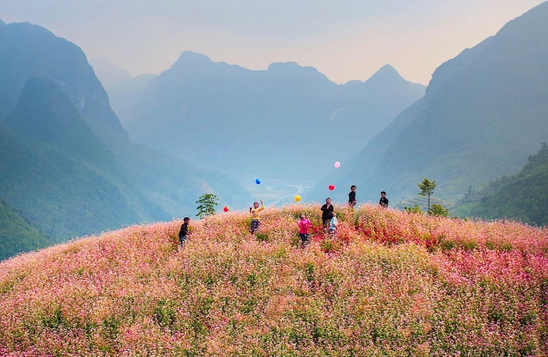 Đồi hoa tam giác mạch ở thác Tiên đèo Gió