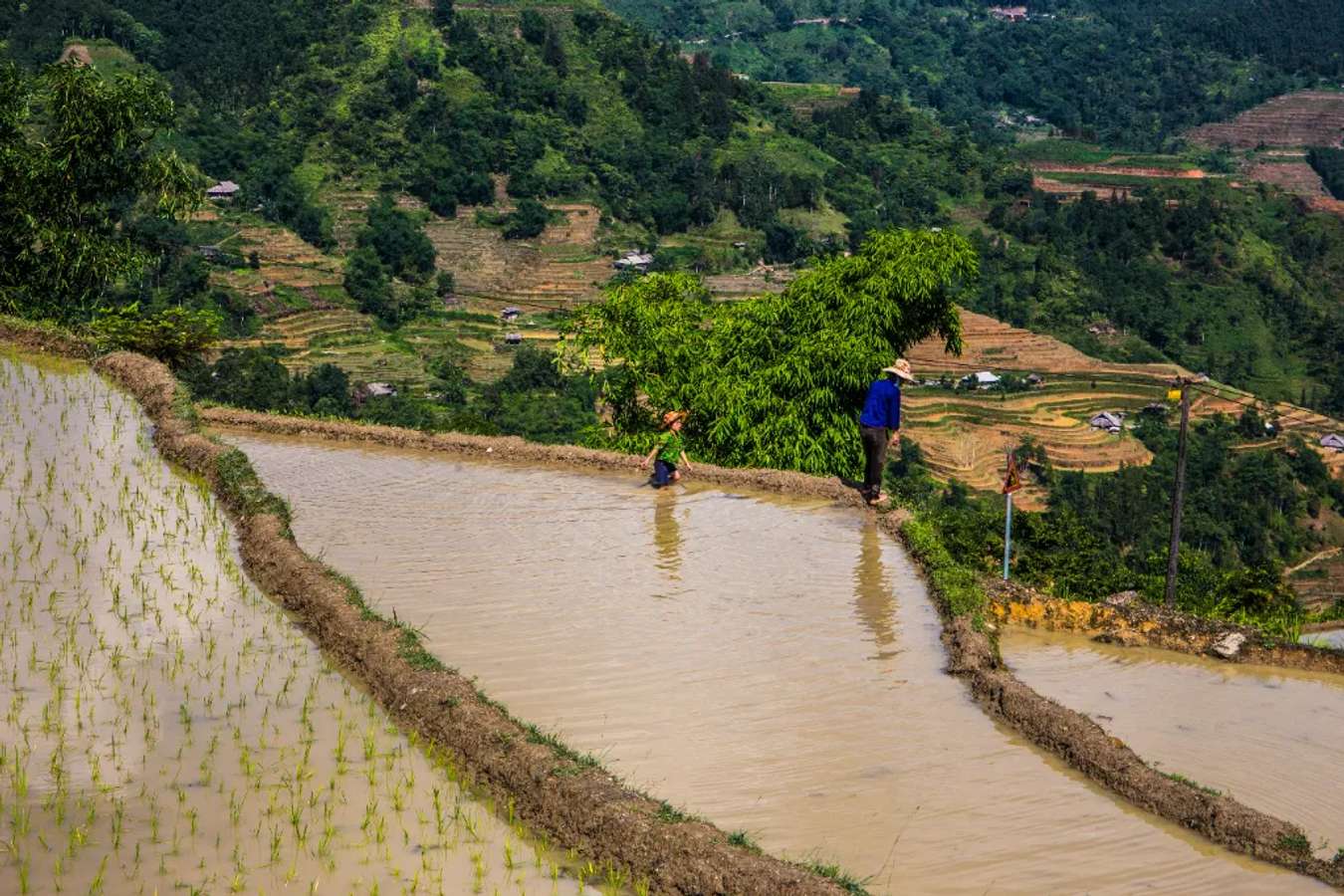 Mùa nước đổ cũng là mùa bắt đầu vụ lúa mới. Người dân lên nương cày, cấy.